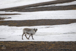 Spitsbergen_2025 (38/78)